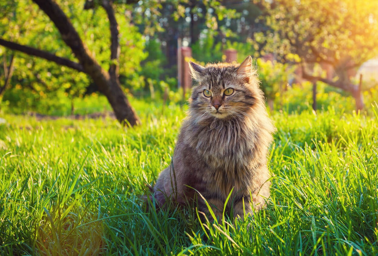 Für ein glückliches Miteinander: Die Körpersprache und Signale von Katzen verstehen