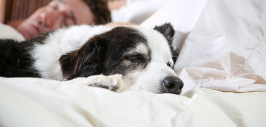 Ein Hund schläft im Bett neben seinem Besitzer.