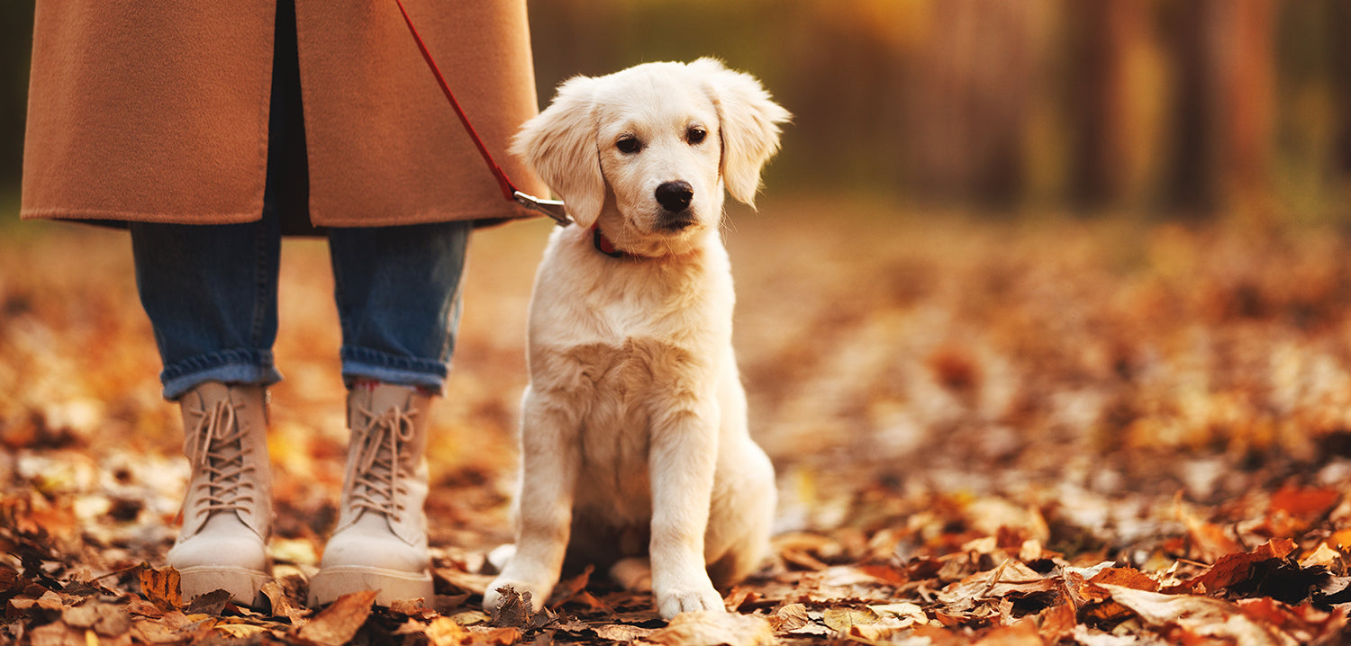 Frau Haustierbesitzer zu Fuß mit Hund an der Leine an einem Herbsttag im Freien.