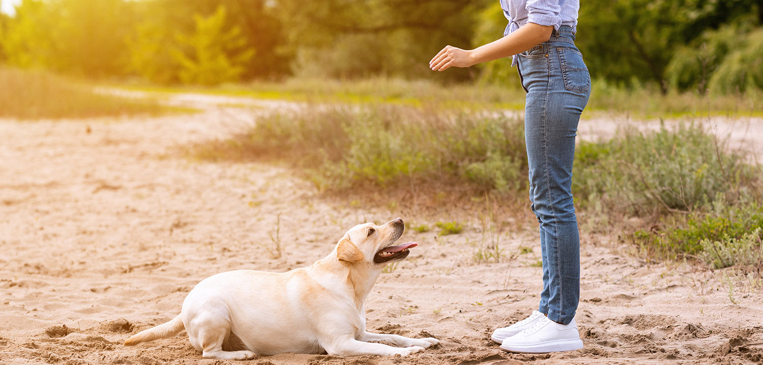 Frau trainiert ihren fast weißen Labrador sich hinzulegen