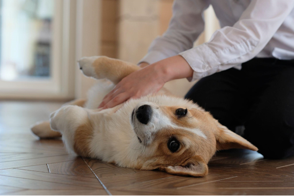 Hund liegt auf dem Boden und wird vom Besitzer getreichelt