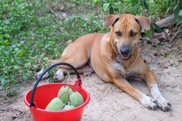 Hund schaut einen Eimer mit Mangos an