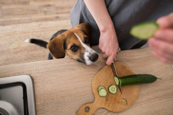  Hund schaut, wie sein Besitzer eine Gurke schneidet