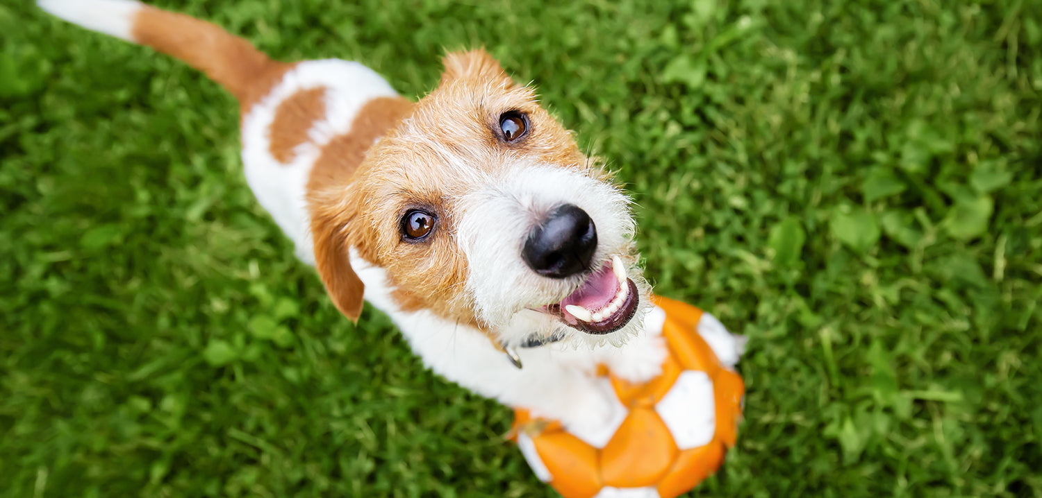 Glücklich lächelnder Hund, der auf einen Spielzeugball im Gras wartet.