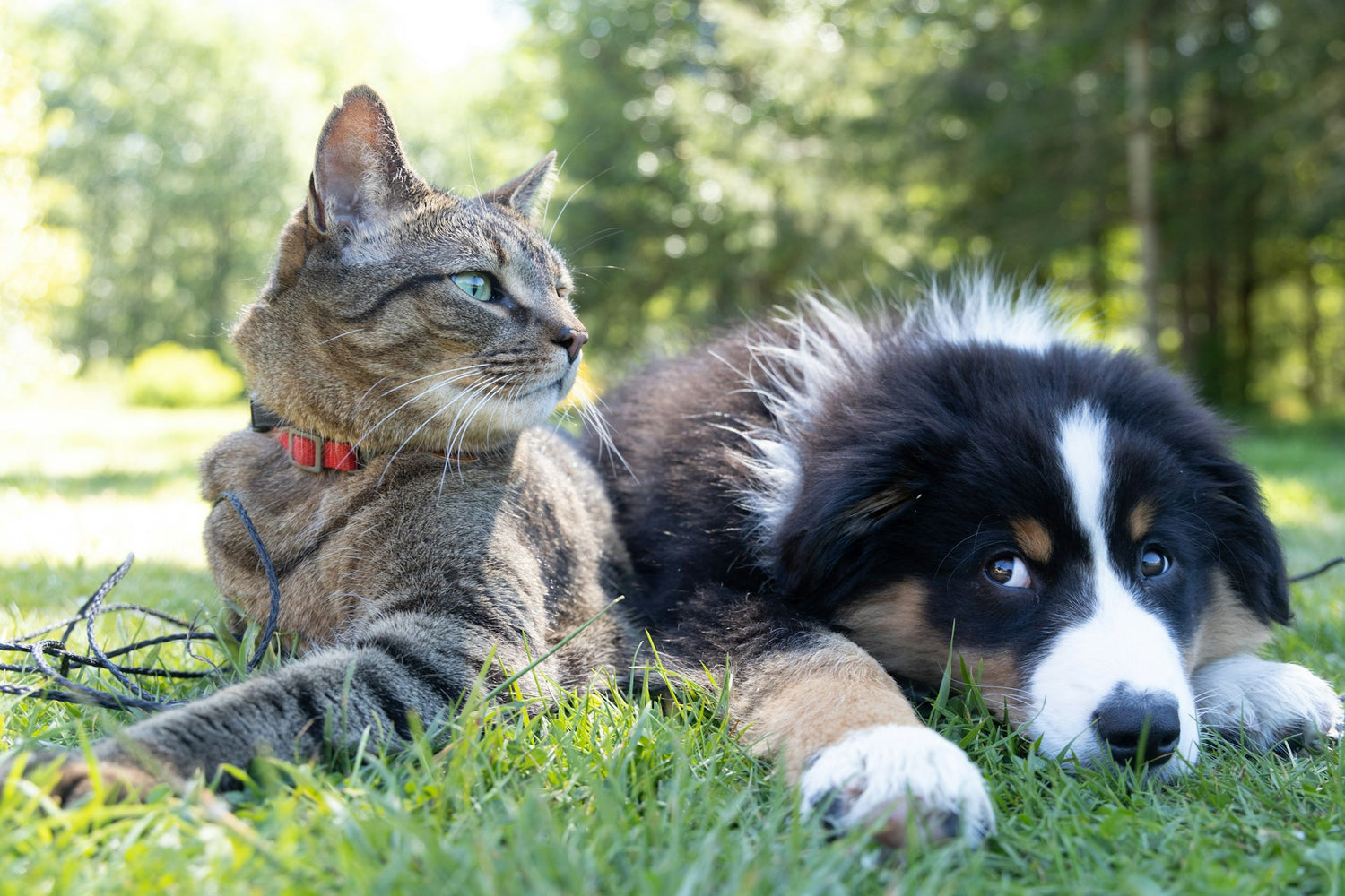 Hund und Katze liegen im Gras