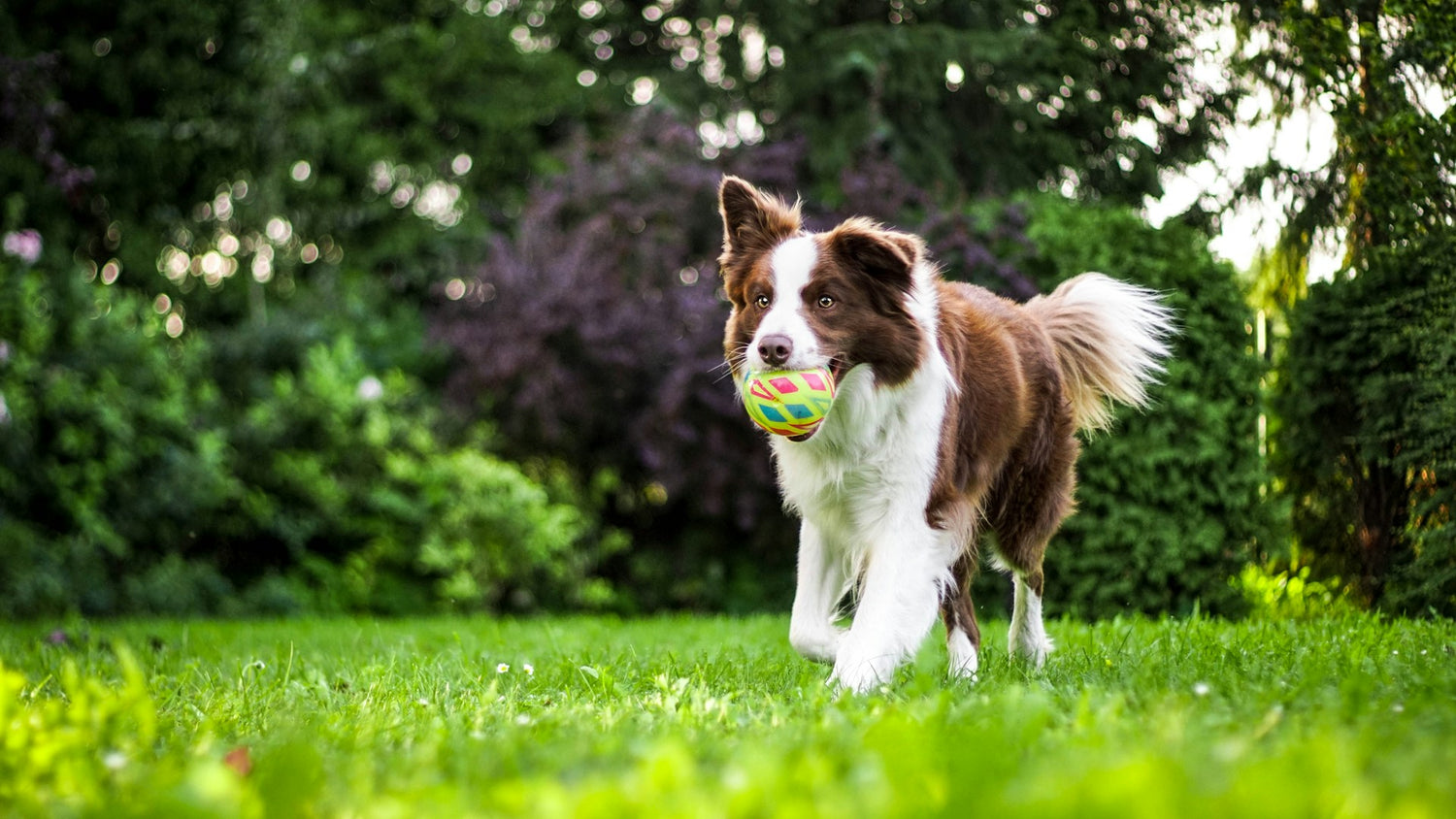 Hund spielt Fangen mit Ball im Maul