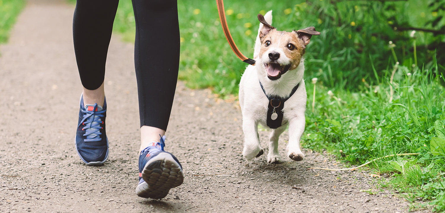 Frau, die draußen mit ihrem glücklichen Hund an der Leine spazieren geht.