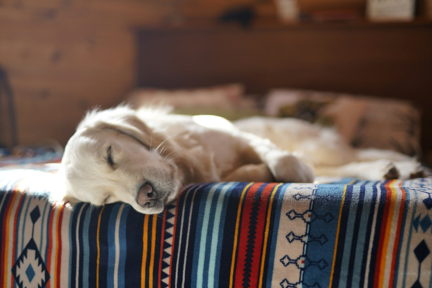 Hund schläft im Bett