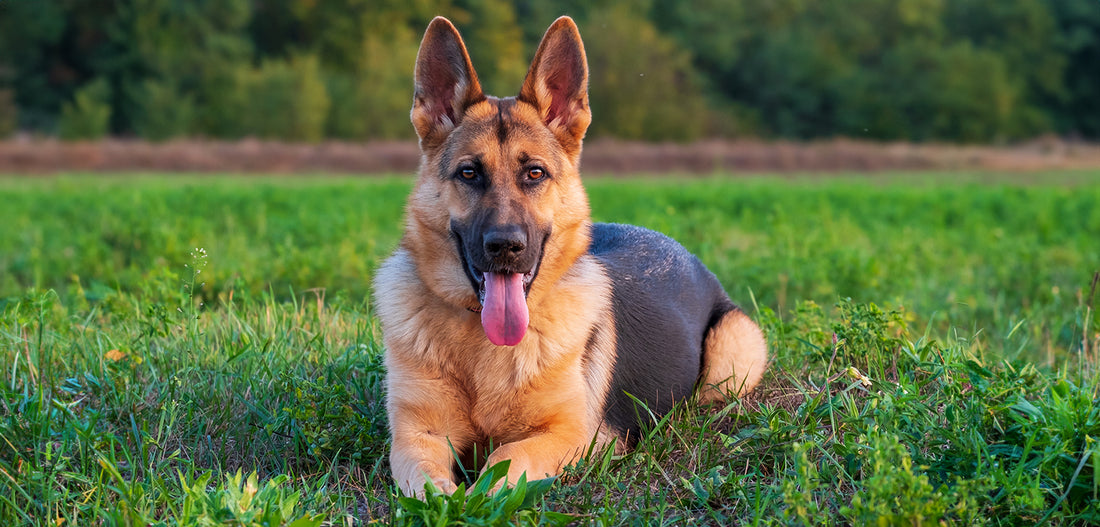 Deutscher Schäferhund, der im Gras liegt und die Zunge herausstreckt