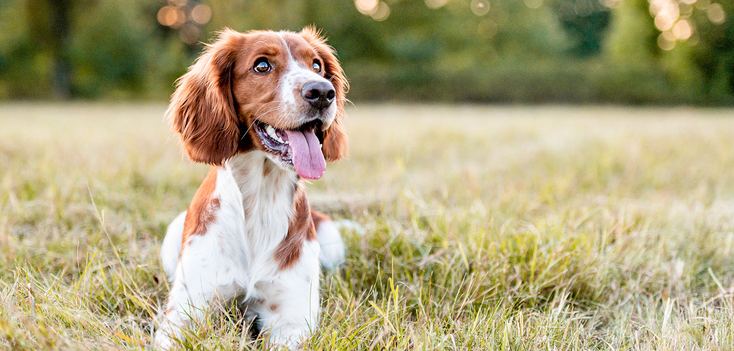 Welsh-Springer-Spaniel-Hund, der mit herausgestreckter Zunge im Gras liegt