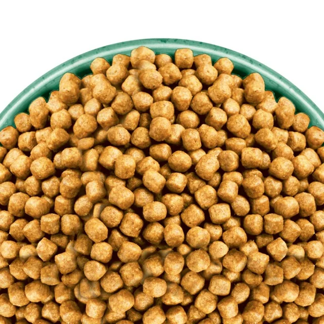 Adult Katze Trocken reich an Fisch